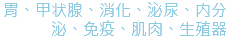 胃、甲状腺、消化、泌尿、内分泌、免疫、肌肉、生殖器