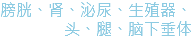 膀胱、肾、泌尿、生殖器、头、腿、脑下垂体